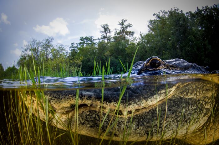 A Win for Everglades Restoration